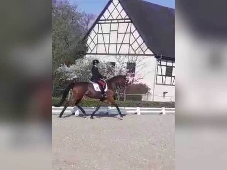 Holstein Mare 13 years 16,1 hh Bay in Vairano Di Vidigulfo