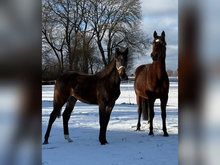 Holstein Mare 13 years 16,2 hh Brown in Münsingen