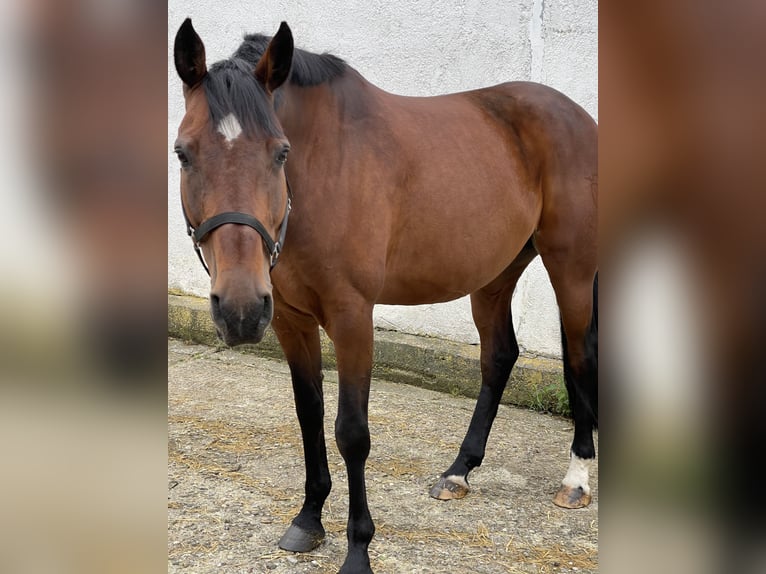 Holstein Mare 13 years 16,2 hh Brown in Münsingen
