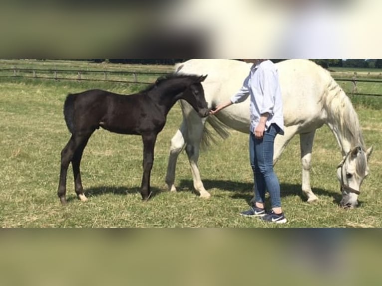Holstein Mare 13 years 16,2 hh Grey in Ebreichsdorf