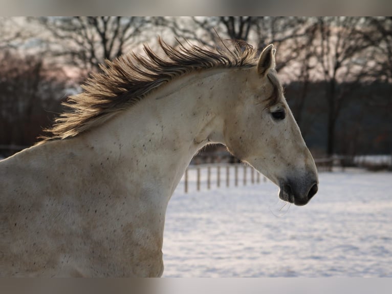 Holstein Mare 13 years 16,2 hh Grey in Fehrenbötel