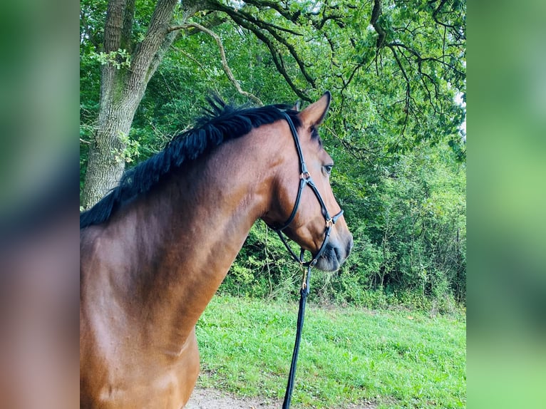 Holstein Mare 13 years 16,3 hh Brown in M&#xFC;nchen