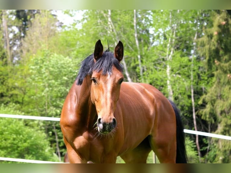 Holstein Mare 13 years 16,3 hh Brown in M&#xFC;nchen