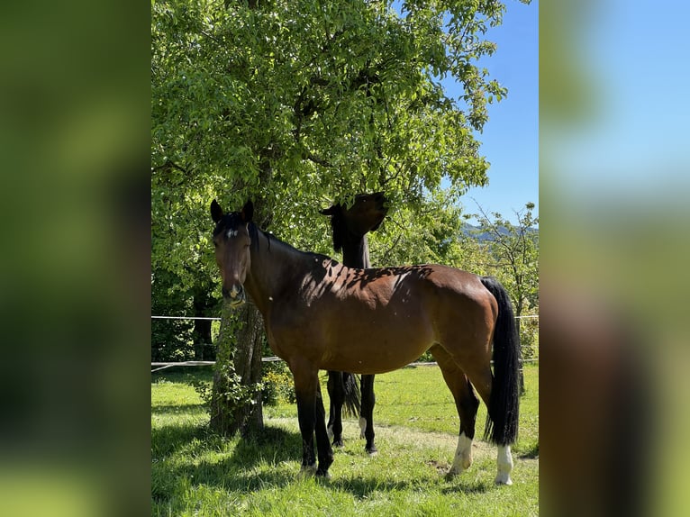 Holstein Mare 13 years 17.1 hh Brown in Gerolstein