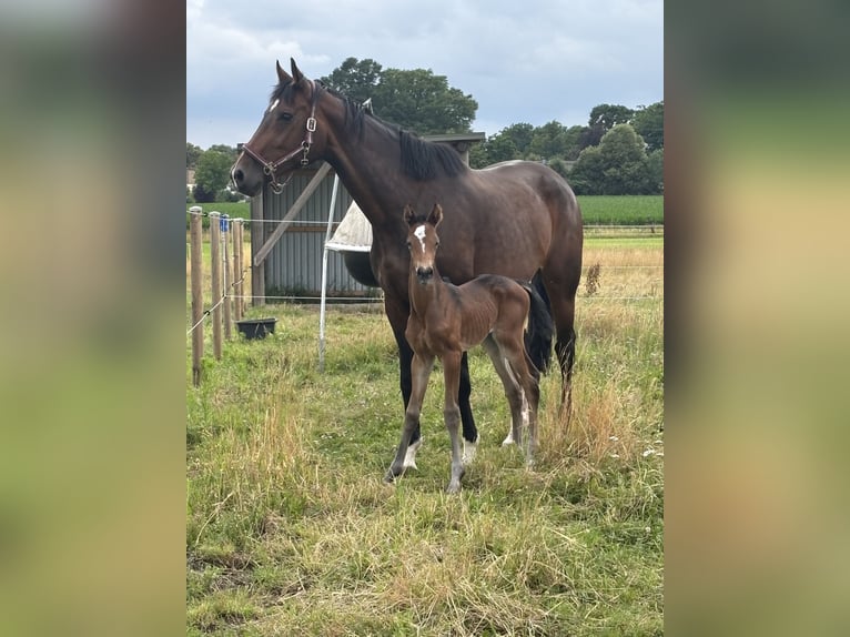 Holstein Mare 13 years 17 hh Bay-Dark in Petershagen