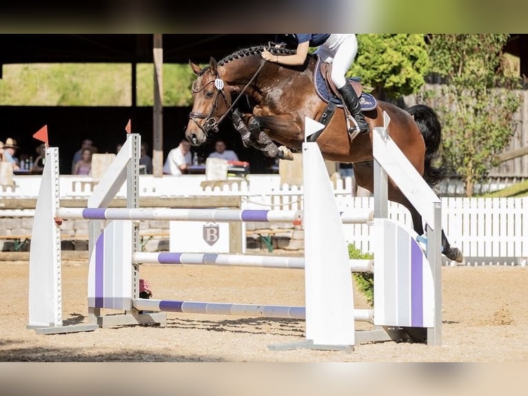 Holstein Mare 13 years 17 hh Bay-Dark in Petershagen