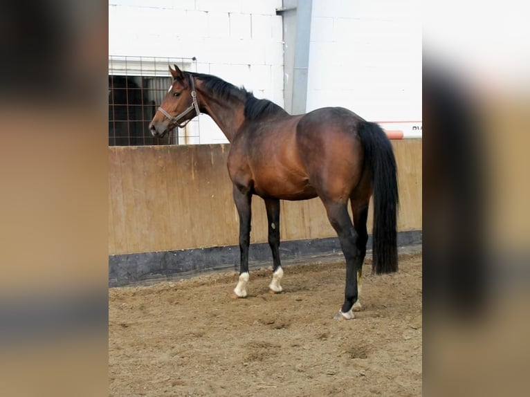 Holstein Mare 13 years 17 hh Bay-Dark in Petershagen