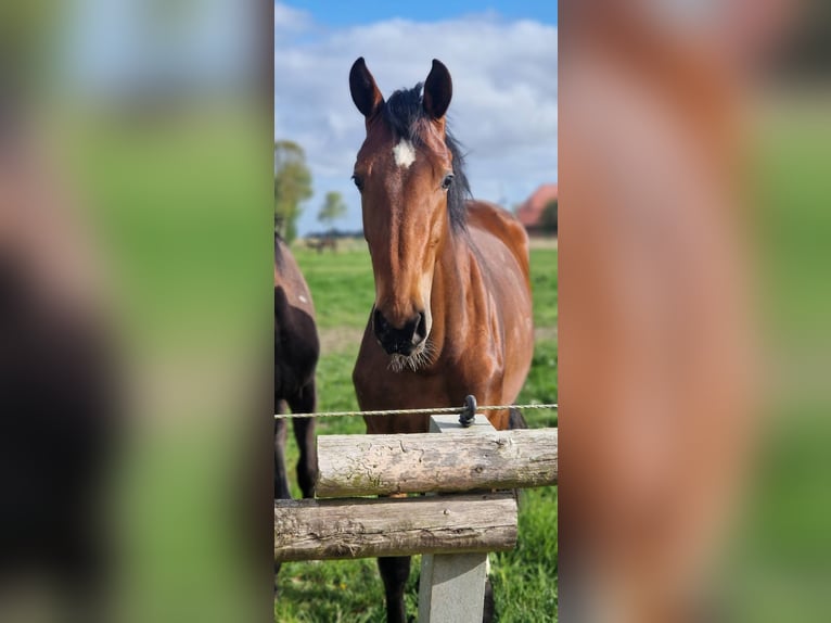 Holstein Mare 13 years 17 hh Bay-Dark in Petershagen