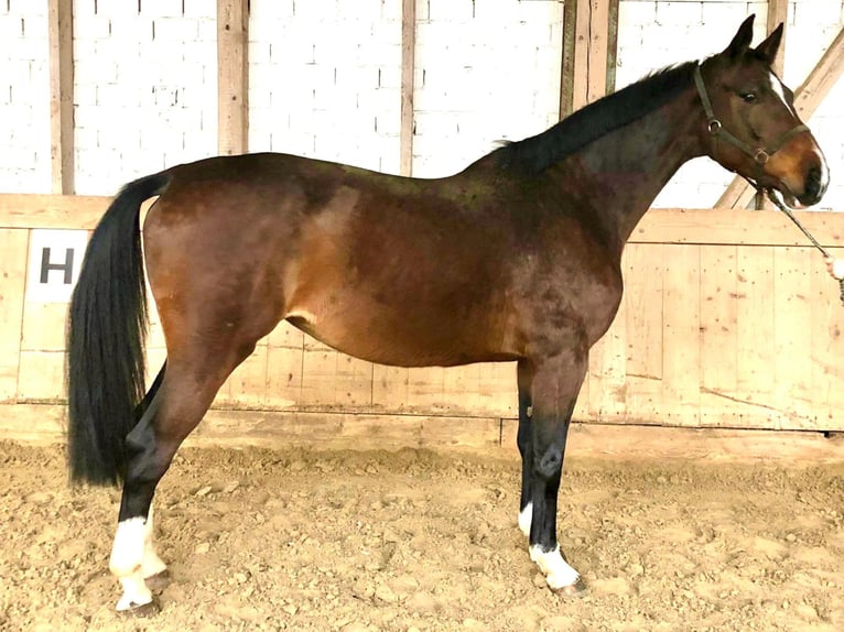 Holstein Mare 13 years 17 hh Brown in Bad Kreuznach