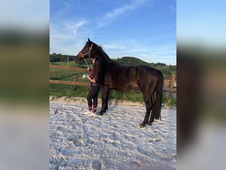 Holstein Mare 14 years 15,2 hh Bay-Dark in Canach