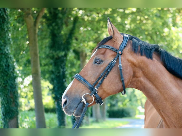 Holstein Mare 14 years 15,1 hh in Glandorf