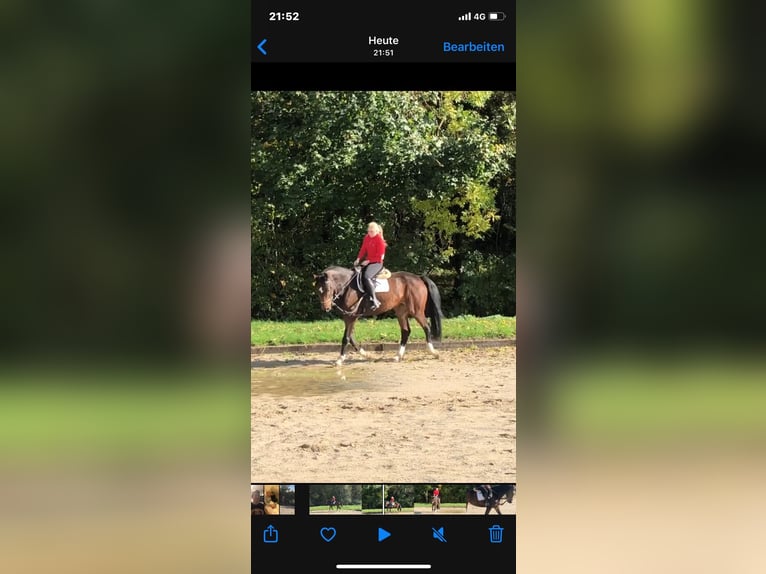 Holstein Mare 14 years 15,3 hh Brown in Wonfurt Holstein Mare 14 years 15,3 hh Brown in Wonfurt