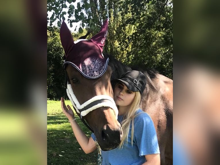 Holstein Mare 14 years 15,3 hh Brown in Wonfurt Holstein Mare 14 years 15,3 hh Brown in Wonfurt