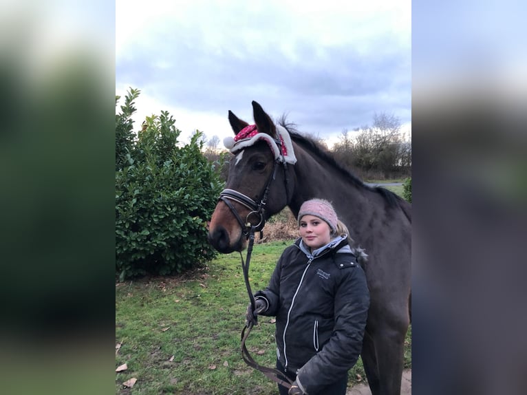 Holstein Mare 14 years 15,3 hh Brown in Wonfurt Holstein Mare 14 years 15,3 hh Brown in Wonfurt