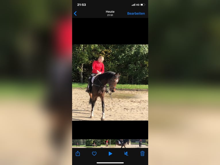 Holstein Mare 14 years 15,3 hh Brown in Wonfurt Holstein Mare 14 years 15,3 hh Brown in Wonfurt