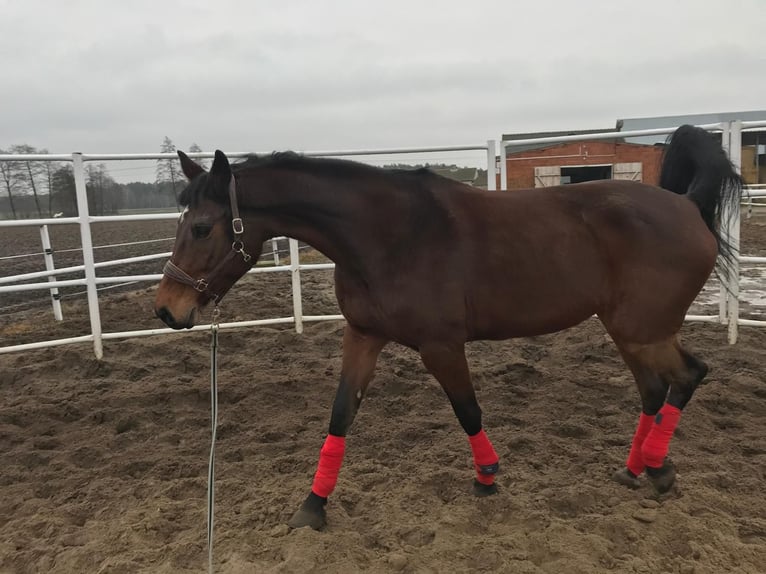 Holstein Mare 14 years 16,1 hh Bay-Dark in Blizanów