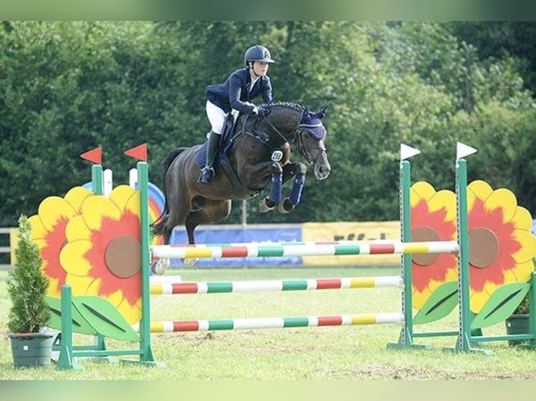 Holstein Mare 14 years 16.1 hh Bay-Dark in Rhede