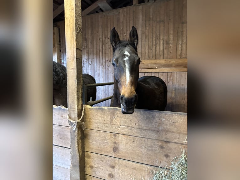 Holstein Mare 14 years 16.1 hh Brown in Zell am Moos