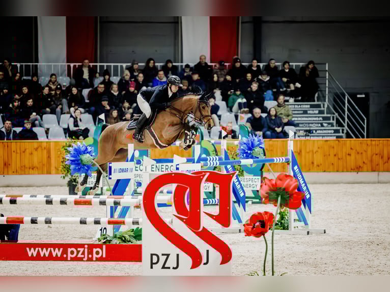 Holstein Mare 14 years 16.1 hh Brown in Komorniki