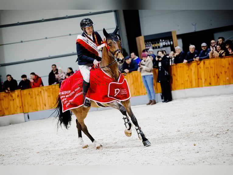 Holstein Mare 14 years 16.1 hh Brown in Komorniki