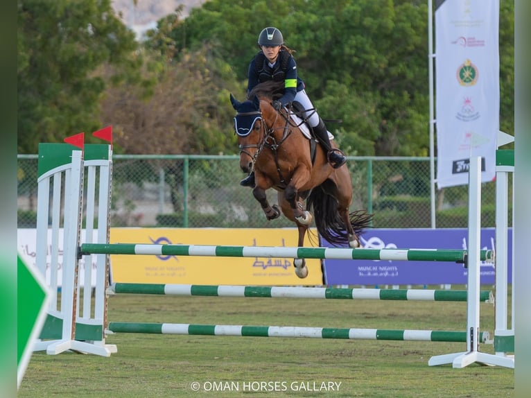 Holstein Mix Mare 14 years 16,1 hh Brown in Mabella North, Seeb