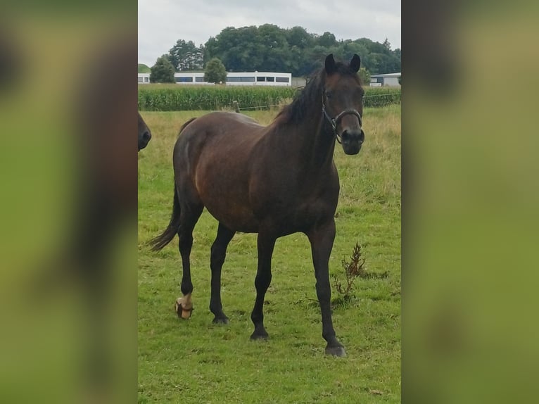 Holstein Mare 14 years 16.1 hh Smoky-Black in Illmensee