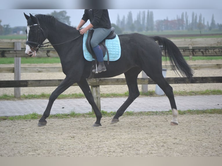 Holstein Mare 14 years 16,2 hh Black in wuustwezel