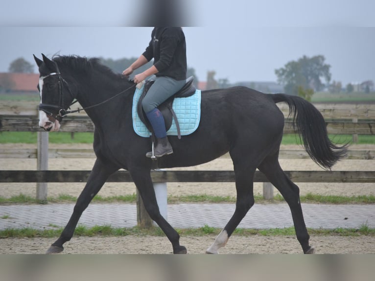 Holstein Mare 14 years 16,2 hh Black in wuustwezel