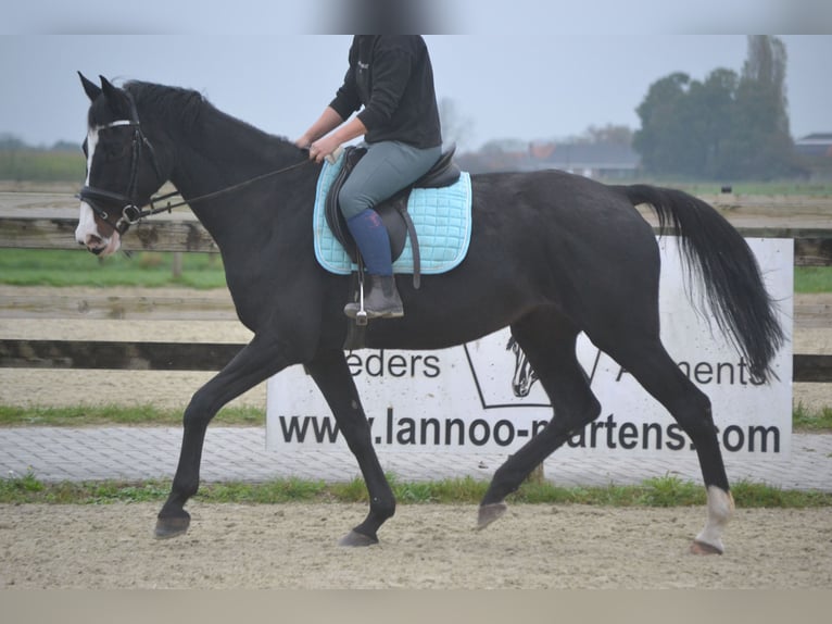 Holstein Mare 14 years 16,2 hh Black in wuustwezel