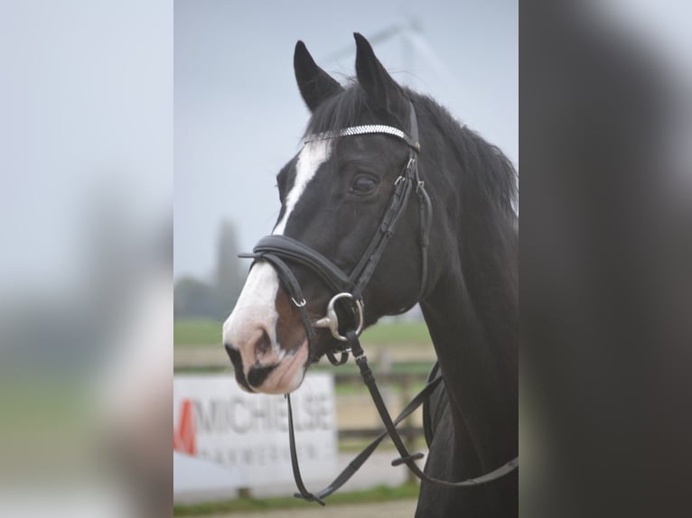 Holstein Mare 14 years 16,2 hh Black in wuustwezel