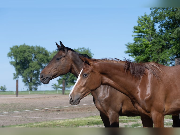 Holstein Mare 14 years 16,2 hh Brown in Szewno