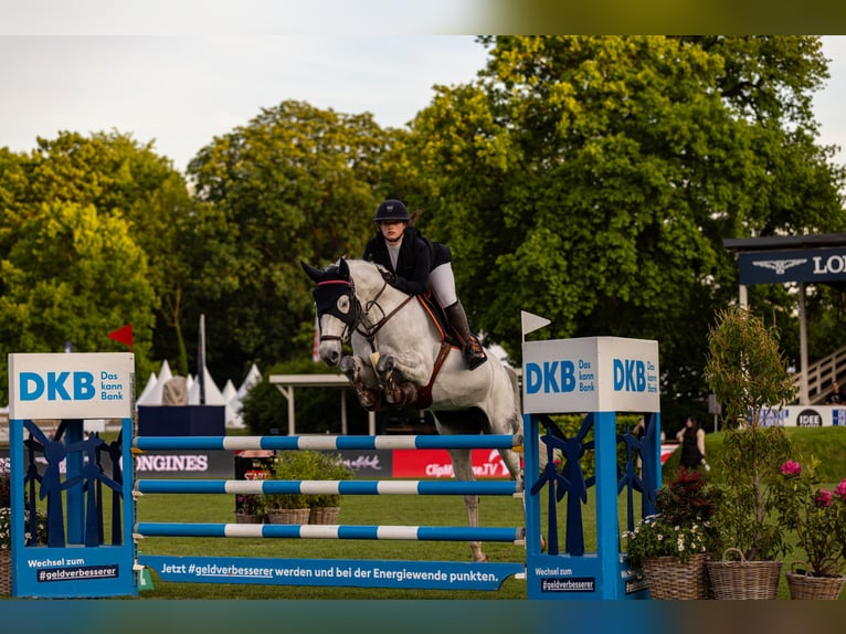 Holstein Mare 14 years 16,2 hh Gray in Schenefeld