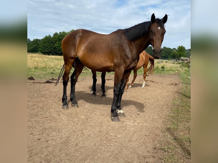 Holstein Mare 14 years 16,3 hh Bay-Dark in Wagenhoff