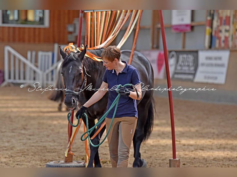 Holstein Mare 14 years 16 hh Bay-Dark in Bendestorf