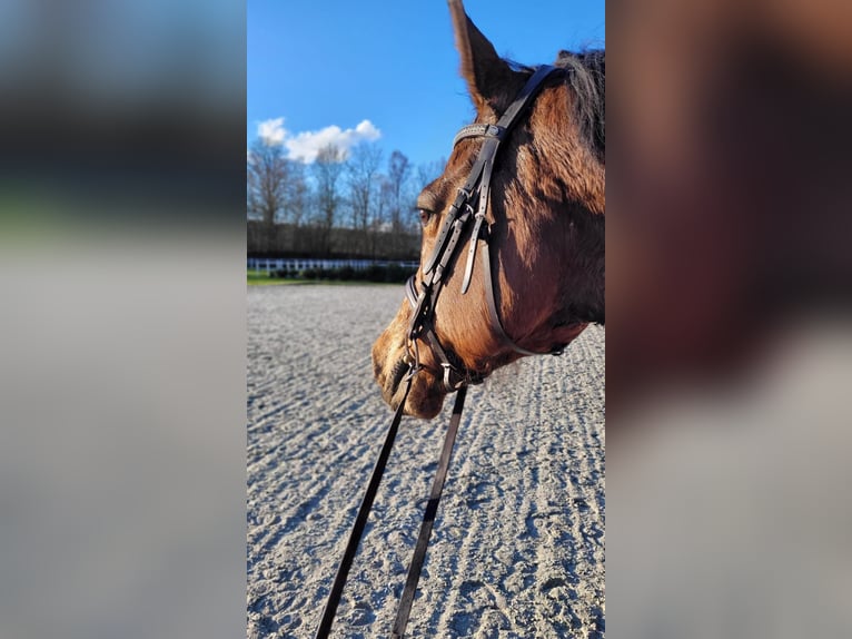 Holstein Mare 14 years 16 hh Brown in Schmilau