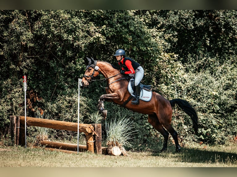 Holstein Mare 14 years 16 hh Brown in Bad Wildungen