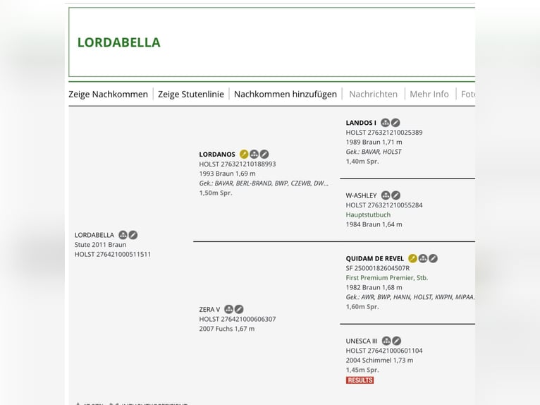 Holstein Mare 14 years 16 hh Brown in Neuenkirchen