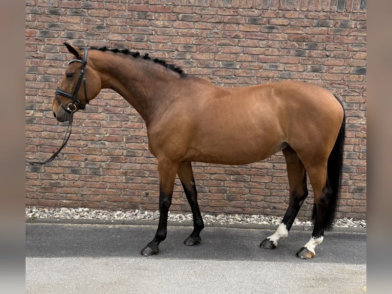 Holstein Mare 14 years 16 hh Brown in Niederkassel