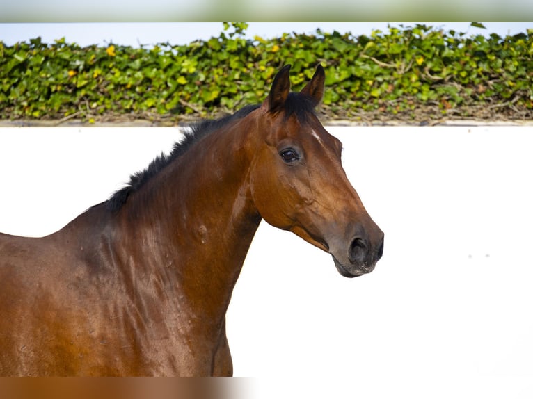 Holstein Mare 14 years 16 hh Brown in Waddinxveen