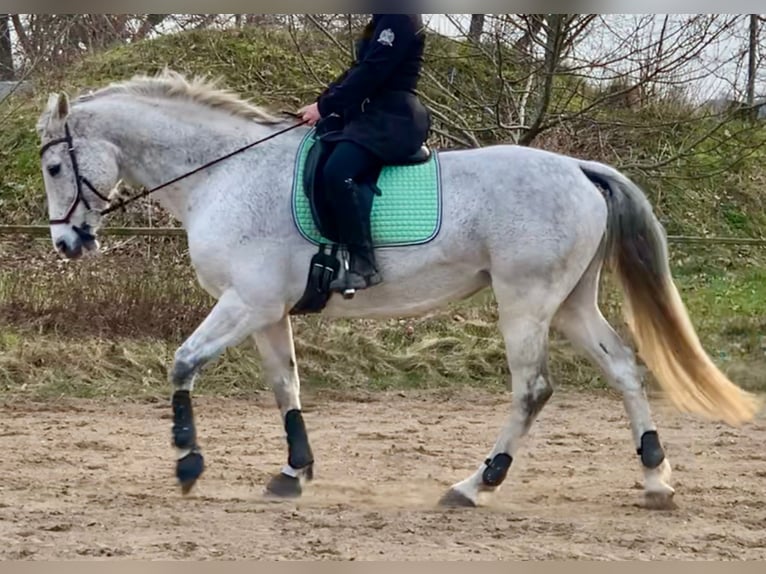 Holstein Mare 14 years 16 hh Gray in Daldorf