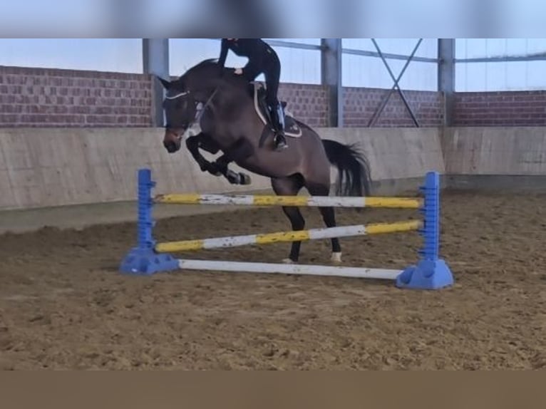 Holstein Mare 14 years 16 hh Smoky-Black in Wachtendonk