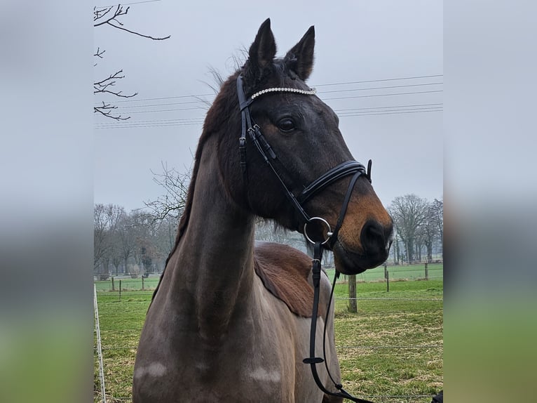 Holstein Mare 14 years 16 hh Smoky-Black in Wachtendonk