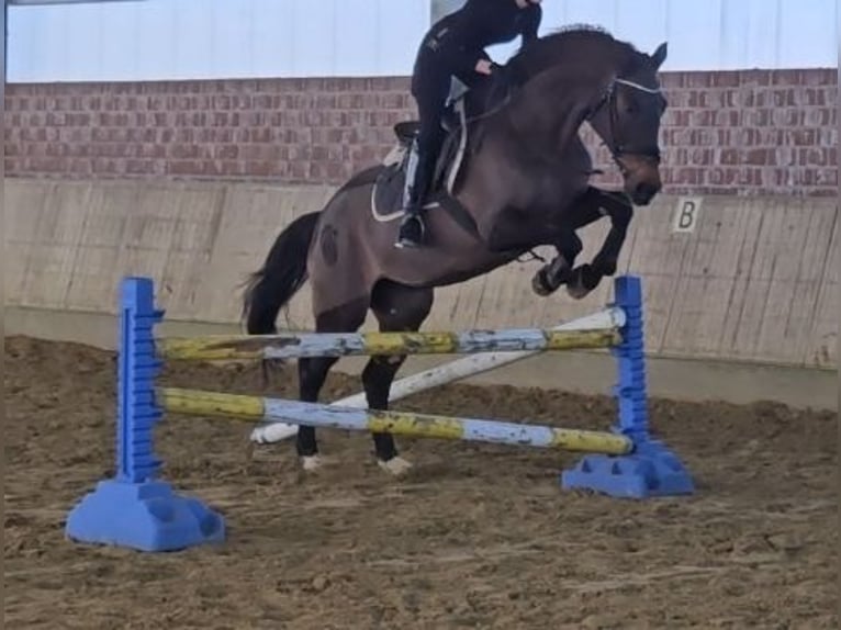 Holstein Mare 14 years 16 hh Smoky-Black in Wachtendonk