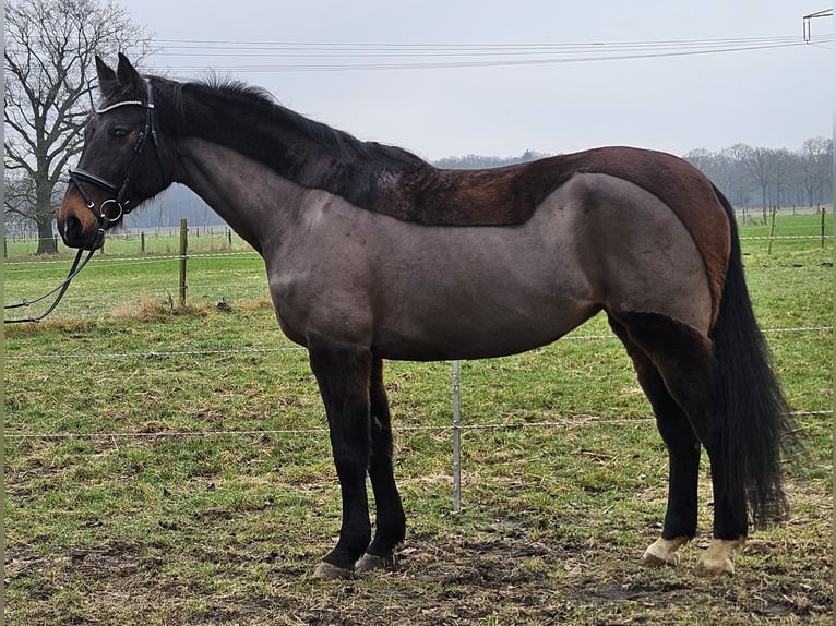 Holstein Mare 14 years 16 hh Smoky-Black in Wachtendonk