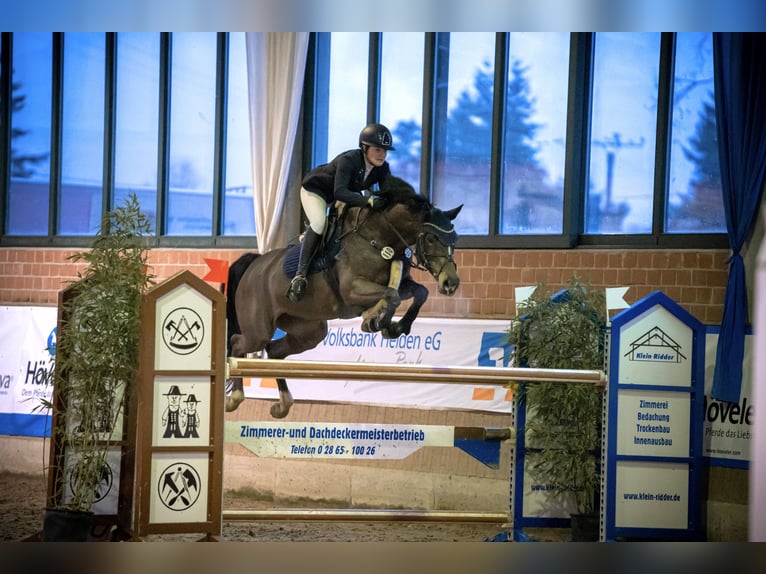 Holstein Mare 14 years 16,1 hh Bay-Dark in Rhede