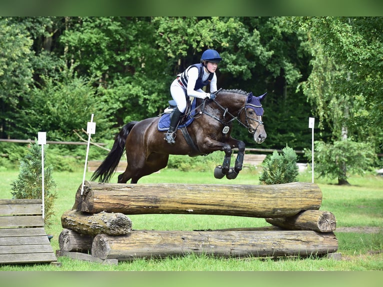 Holstein Mare 14 years 16,1 hh Bay-Dark in Rhede