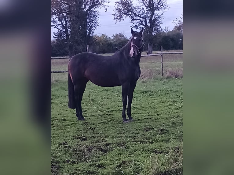 Holstein Mare 14 years 16,1 hh Bay-Dark in Me&#xDF;stetten