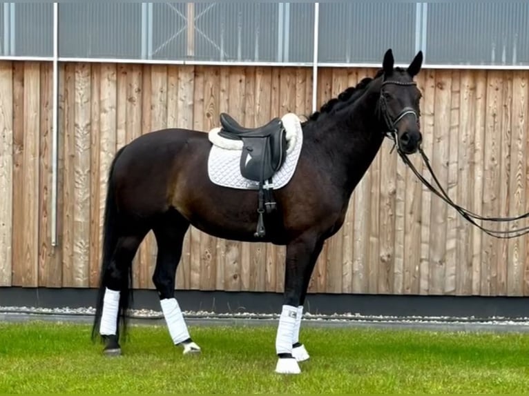 Holstein Mare 14 years 16,1 hh Black in Forst
