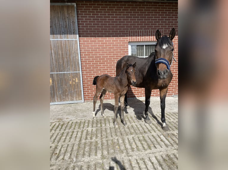 Holstein Mare 14 years 16,1 hh Brown in Drensteinfurt Holstein Mare 14 years 16,1 hh Brown in Drensteinfurt