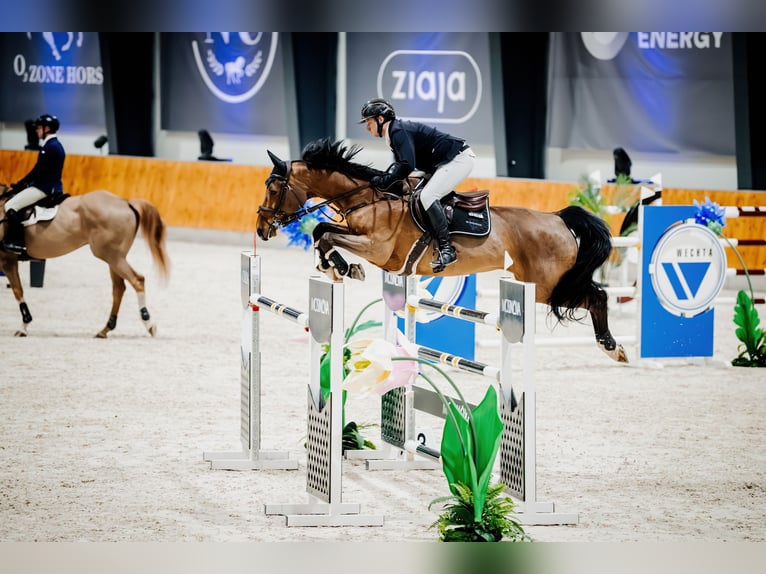 Holstein Mare 14 years 16,1 hh Brown in Komorniki